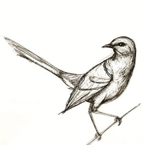 A quick mockingbird drawing Mockingbird Drawing, Teenage Drawings, Drawing Bird, Bird Drawing, Bird Drawings, Pencil, Drawings