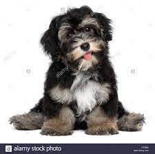 A funny smiling black and tan havanese puppy dog is sitting Stock Photo - Alamy Havanese Full Grown, Havanese Grooming, Puppy Haircut, Havanese Puppy, Bichon Havanais, Dog Stock Photo, Long Haired Dogs, Dog Hotel, Dog Haircuts