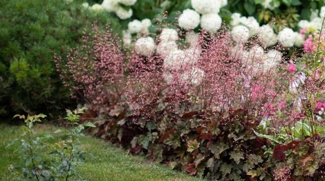 Hydrangea Companion Plants Front Yards, Little Lime Hydrangea Companion, Oakleaf Hydrangea Companion Plants, Coral Bells Companion Plants, Annabelle Hydrangea Companion Plants, Companion Plants For Hydrangeas, Bobo Hydrangea Companion Plants, Annabelle Hydrangea Landscaping, Bobo Hydrangea Landscaping