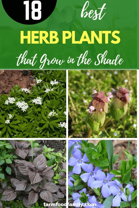 Herb Plants for Shady Garden Areas: Garden Herbs that Grow in the Shade Survival Garden, Shady Garden, Herb Plants, Garden Areas, Vertical Vegetable Garden, Garden Herbs, Vertical Herb Garden, Garden Shrubs, Home Vegetable Garden