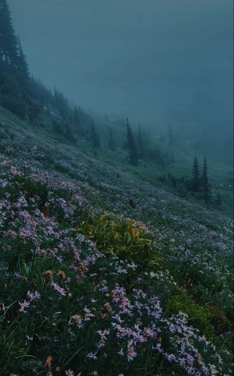 forest flowers twilight travel views aesthetic low exposure nature Washington State Aesthetic Wallpaper, Tatiana Core Aesthetic, Maine Forest Aesthetic, Twilight Scenery Landscapes, Washington Forest Aesthetic, Twilight Flower Field, I Was All Over Her Aesthetic, Forks Washington Aesthetic, Twilight Forest Aesthetic