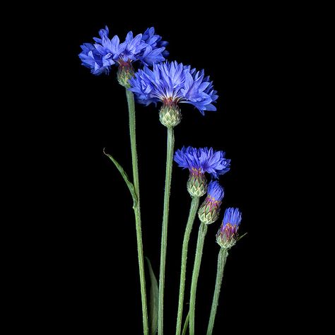 https://flic.kr/p/WPr5Uk | MONDAY BLUES… CORNFLOWER |  Cornflower blue is a shade of medium-to-light blue containing relatively little green compared to blue.  This hue was one of the favourites of the Dutch painter Johannes Vermeer.  Centaurea cyanus, commonly known as cornflower or bachelor's button, is an annual flowering plant in the family Asteraceae, native to Europe.  In the past it often grew as a weed in cornfields (in the broad sense of the word "corn", referring to grains, s Blue Iris Flowers, Flower Close Up, Blue Pigment, Dark Flowers, Johannes Vermeer, Dutch Painters, Iris Flowers, Cornflower Blue, Pictures To Paint