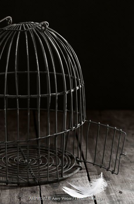 Amy Weiss EMPTY BIRDCAGE WITH WHITE FEATHER Miscellaneous Objects Caged Aesthetic, Johanna Barker, Canary Aesthetic, Warren Graham, Trevillion Images, The Caged Bird Sings, Unfortunate Events, Sweeney Todd, A Series Of Unfortunate Events