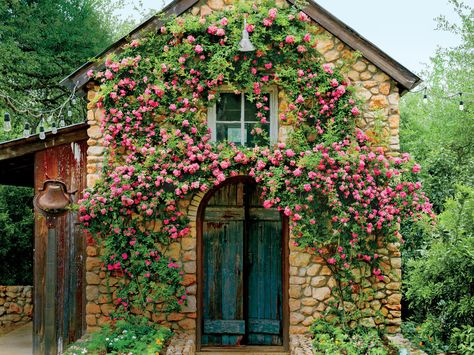 Why You Must Know About the Rose That Survived Katrina - Southern ... Tattoo Plant, نباتات منزلية, Southern Garden, Rose Bushes, Survival Gardening, Rock Gardens, Gardening Design, Garden Idea, Front Yards