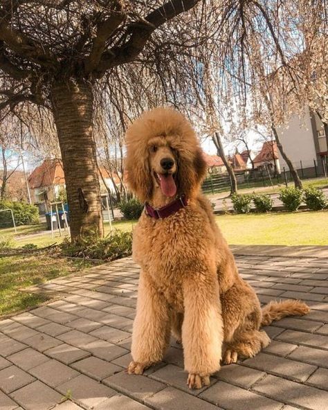 Giant Poodle, Standard Poodle Puppies, Oatmeal Dog Shampoo, Poodle Puppy Standard, Poodle Puppies For Sale, Long Haired Dogs, Poodle Puppies, Huge Dogs, Hypoallergenic Dogs