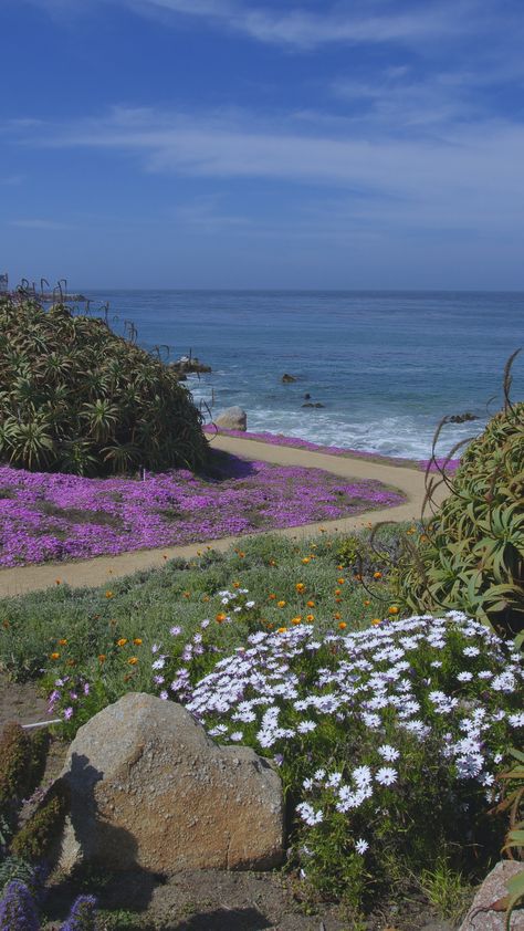 The coast line in Pacific Grove has many different wildflowers growing, you could spend a whole afternoon on this trail.