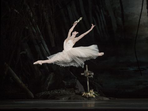 Natalia Osipova as Giselle in Giselle © ROH / Bill Cooper 2014 | Flickr - Photo Sharing! Tari Balet, Natalia Osipova, Ballet Giselle, Ballet Russe, Ballet Beauty, Alvin Ailey, Ballet Inspiration, Ballet Art, Ballet Photos