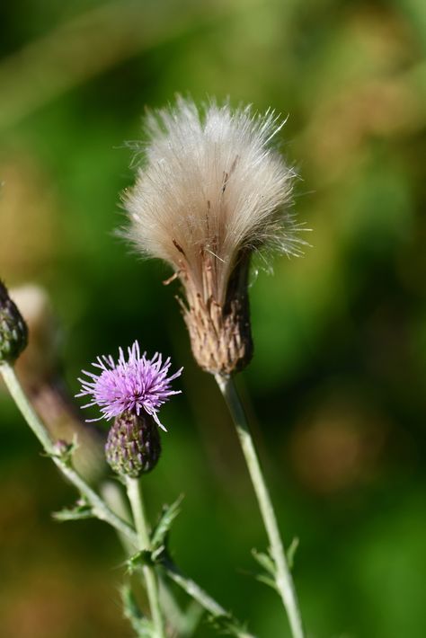 creeping thistle on August 05, 2019 by Tif · iNaturalist Creeping Thistle, Texas Thistle, Spear Thistle, Witches Of Thistle Grove, Scottish Thistle Fabric, Summer Projects, Dandelion, Flowers, Plants