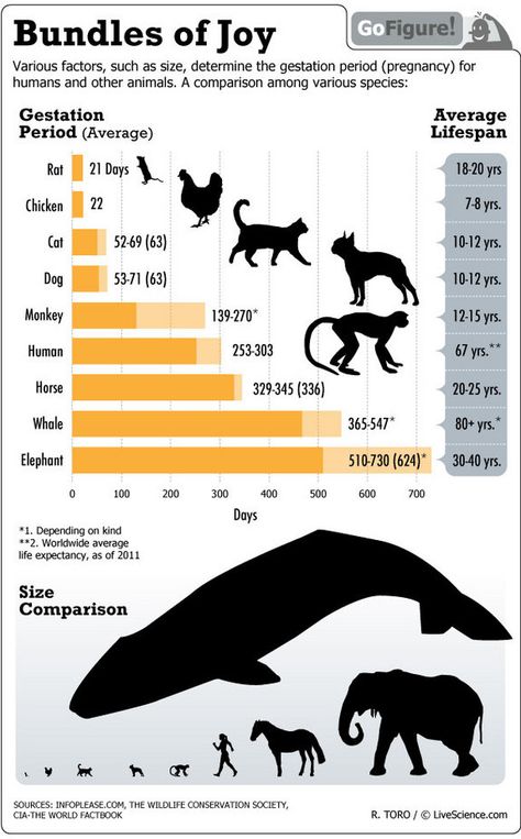 Weird...but informational. I can't believe elephants stay prego for over a year! Zoo Signage, Rhino Species, Animal Facts, Vet Tech, Interesting Information, Zoology, Animals Of The World, Life Science, Dog Training Tips