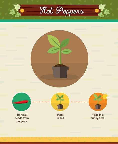 19 Foods You Can Regrow From Scraps #foodwaste Regrow From Scraps, Hot Peppers Plants, Regrow Vegetables, Pineapple Planting, Grow Avocado, Hydroponic Farming, Gardening Vegetables, Poblano Peppers, Hot Peppers