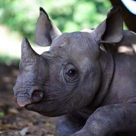 Rhino Baby, Cute Rhino, Save The Rhino, Baby Rhino, Zoo Babies, Most Beautiful Animals, Endangered Animals, African Animals, Large Animals