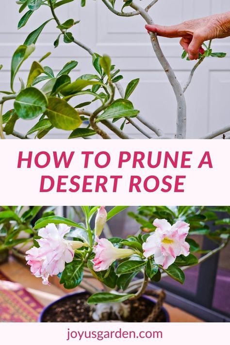 A desert rose plant is a beautiful flowering plant. Desert rose pruning is part of desert rose plant care. This tells you adenium pruning time as well as how to prune adenium. #adeniumcare #desertrosecare Rose Plant Care Tips, Desert Rose Garden Ideas, Pruning Succulents, Desert Rose Plant Landscaping, Dessert Rose Plant Care, How To Propagate Desert Rose Plant, Desert Rose Plant Care, Adenium Care, Propagate Aloe