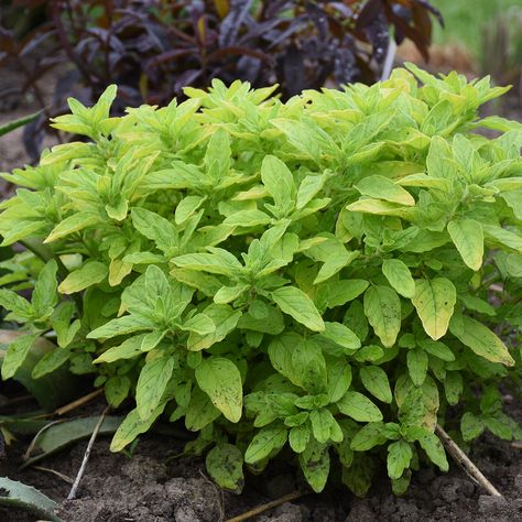 Origanum_Drops_of_Jupiter_ornamental_oregano_wg_ORIDJ_03 Full Sun Garden, Oregano Plant, Proven Winners Perennials, Drops Of Jupiter, Deer Resistant Perennials, Drought Tolerant Perennials, Sun Garden, Attract Pollinators, Attract Butterflies