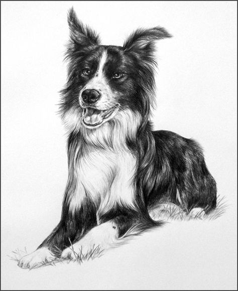 Pets Drawing, Pyrography Art, Graphite Drawings, Dog Cards, Wolf Art, Dog Drawing, Dog Quotes, Service Dogs, Border Collie