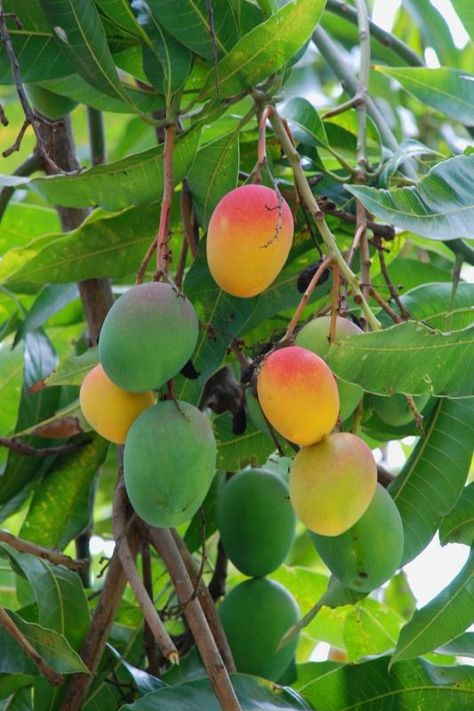 Organic Fruits, Mango Margarita, Mango Fruit, Mango Tree, Beautiful Fruits, Mango Salsa, Fruit Plants, Fruit Garden, Caribbean Recipes