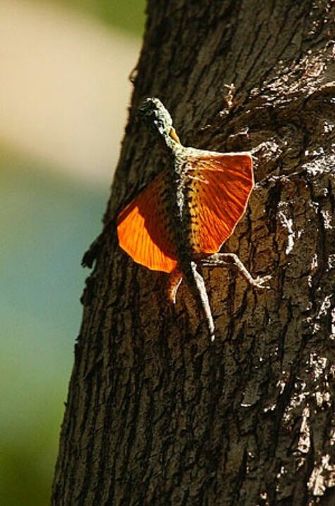 Draco volans Lizards, or the Flying Dragon Lizard, is a member of ... Micro Gecko, Draco Volans, Dragon Creature, Flying Lizard, Lizard Dragon, Gecko Terrarium, Colorful Snakes, Amazing Animal Pictures, Flying Dragon