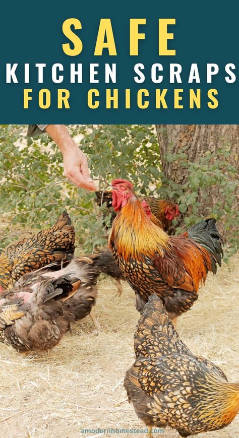 Diy Chicken Supplement, What Can You Feed Chickens, Food Scraps For Chickens, Feeding Chickens Scraps, What Can I Feed My Chickens, Chicken Safe Foods, What Not To Feed Chickens, Kitchen Scraps For Chickens, Chicken Scraps Bucket