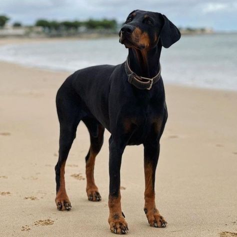 Doberman Pinscher Uncropped, Doberman Uncropped Ears, Uncropped Doberman, Doberman Natural Ears, Abundance Visualization, Doberman Colors, Doberman Pinscher Natural Ears, Doberman Breed, Dog Types