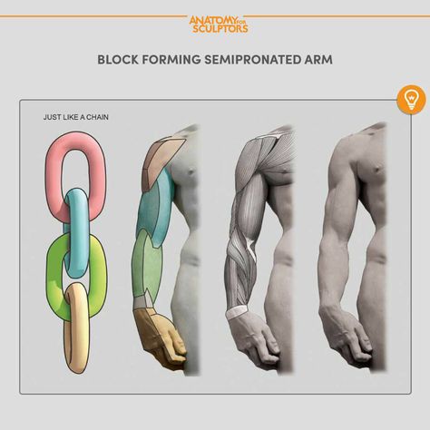 ArtStation - Block-forming an arm, Anatomy For Sculptors Arms Anatomy, Arm Anatomy, Human Anatomy For Artists, Anatomy Studies, Arm Drawing, Anatomy Tutorial, Human Anatomy Drawing, Anatomy For Artists, Body Anatomy