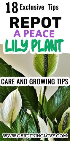 Peace Lily Pot, Peace Lily Plant Care, Lilly Plants, Peace Lily Care, Water Succulents, Peace Plant, Lily Plant Care, Peace Lillies, Houseplant Collection