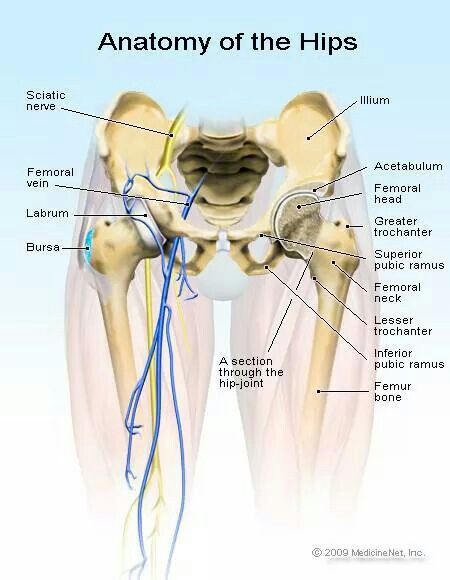 Know your hips Psoas Iliaque, Hip Anatomy, Bursitis Hip, Hip Pain Relief, Hip Surgery, Yoga Anatomy, Human Body Anatomy, Hip Stretches, Muscle Anatomy