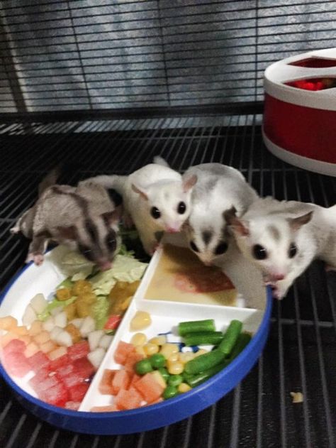 2015 © Kian Aoki Sugar Glider Diet, Sugar Glider Care, Sugar Glider Baby, Sugar Glider Food, Sugar Glider Pet, Sugar Glider Cage, Sugar Glider Toys, Sugar Bears, Sugar Gliders