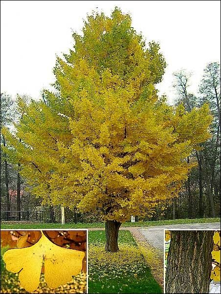 Nursery Western, Ginkgo Biloba Tree, Maidenhair Tree, Albizia Julibrissin, Gingko Biloba, Ginkgo Tree, Garden Plan, Specimen Trees, Tree Nursery