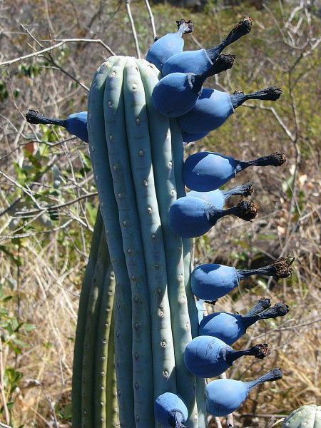 Brasil_rare blue cactus Grass Plants, Cactus Planta, Weird Plants, Grow Vegetables, Unusual Plants, Seni Cat Air, Cactus Flowers, Unusual Flowers, Rare Flowers