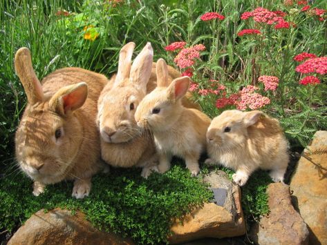 Animal Family, The Grass, Rabbits, Flowers, Pink