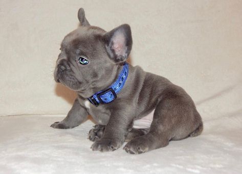 Bulldog Francese, Cute French Bulldog, Teacup Puppies, French Bulldog Puppies, Cute Dogs And Puppies, Bulldog Puppies, Dog Pictures, French Bulldog, Dogs And Puppies