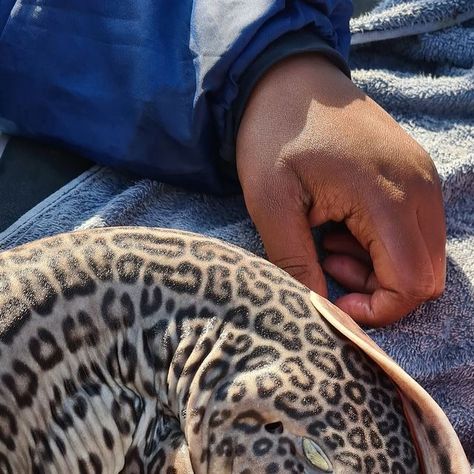 Shark Research Unit on Instagram: "We recently tagged and safely released this stunning male leopard cat shark, scientifically known as Poroderma pantherinum. The tag will contribute to the data collected by the @ori_tagging_project ." Cat Shark, Leopard Shark, Leopard Cat, Ocean Life, The Unit, Instagram