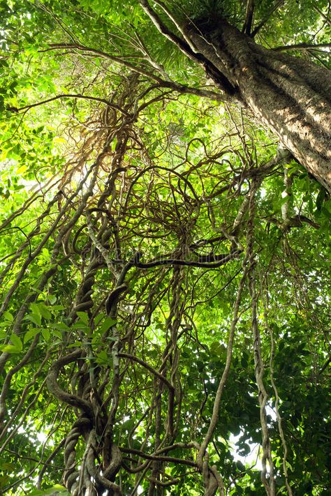 Jungle Vines, Tioman Island, Jungle Island, Jungle Tree, Jungle Life, Jungle Forest, Red Girl, Magic Forest, Natural Nature