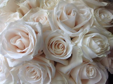 Neutral love.... Vendela Roses, My Butterfly, Honey Cookies, White Rose Flower, Peach Roses, Flower Backdrop, Floral Garden, Flower Market, Beautiful Blooms