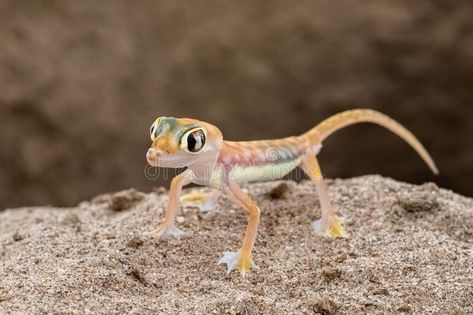 Smiling Gecko, Leopard Geckos Cute, African Fat Tailed Gecko, Western Banded Gecko, Colorful Lizards, New Caledonian Giant Gecko, Namib Desert, Cute Themes, Lizards