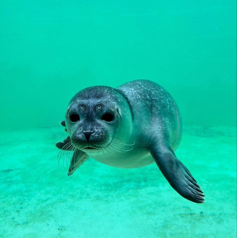 Cool Sea Creatures, Dog Station, Baja Blast, Sea Dog, Harbor Seal, A Seal, Beautiful Sea Creatures, Young Animal, Arte Inspo