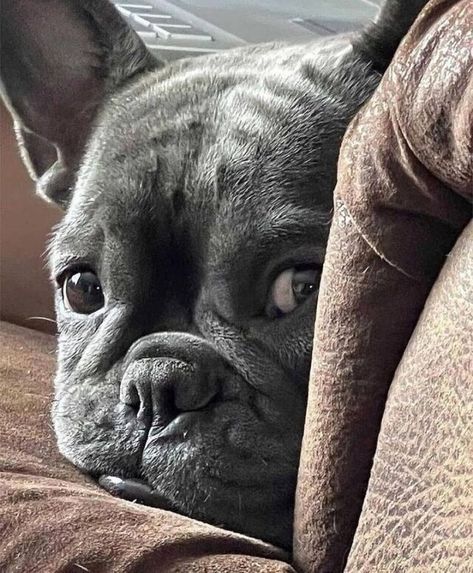 French Bulldog Food Recipes - TomKings Kennel Toy French Bulldog, Baby French Bulldog, French Bulldog Gifts, Frenchie Puppy, Cute French Bulldog, Cute Face, French Bull, French Bulldog Puppies, Bulldog Puppies