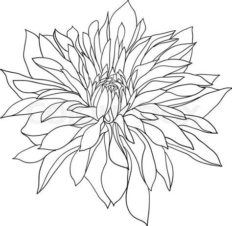 Black And White Dahlia, Beautiful Rose Drawing, Floral Outlines, Monochrome Sketch, Dahlia Art, Sketch Black And White, White Dahlia, Long Vase, Flower Image