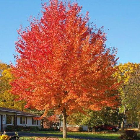 Landscapers Guide: Autumn Blaze Maple | Blog | Arbor Valley Nursery Autumn Blaze Maple, Fast Growing Shade Trees, Red Maple Tree, Acid Loving Plants, Tree Pruning, Specimen Trees, Fast Growing Trees, Shade Trees, Maple Tree