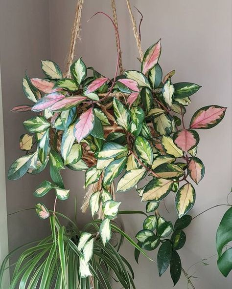 Hoya Krimson Princess, Indoor Plants Apartments, Hanging Plants Diy, Plant Goals, Hoya Carnosa, نباتات منزلية, Hanging Plants Indoor, Pink Plant, Indoor Gardens