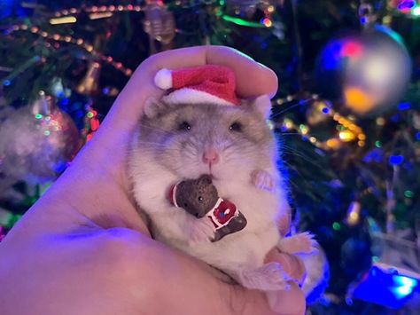 Opposite Attracts, Hamster Wallpaper, Hamster Christmas, Christmas Hamster, Ig Profile Pic, Baby Hamster, Hamster Care, Harry Styles Funny, Winter Background