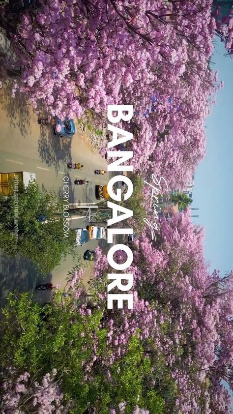 #BangaloreCherryBlossom #BangaloreCity #urstrulyshailesh Nlsiu Bangalore Motivation, Bangalore City Aesthetic, Kannada Aesthetic, Nlsiu Bangalore, Iisc Bangalore, Bangalore Aesthetic, Iim Bangalore, Blue Marble Wallpaper, Ber Months