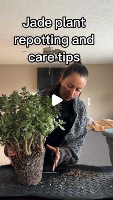 Large Jade Plant Indoor, Jade Plant Decor Ideas, Bonsai Plants Indoor, Jade Plant Bonsai, Jade Succulent, Jade Bonsai, Jade Tree, Succulent Bonsai, Jade Plant