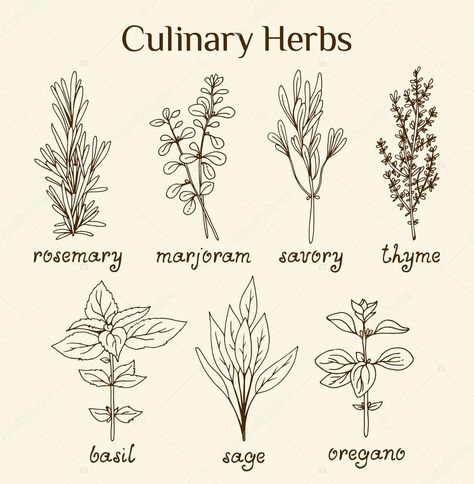 Herb Sketches, Herb Drawings, Doodle Plants, Herbal Candy, Herbs List, Primitive Stitchery, Tattoo Board, Stencil Projects, Book Art Diy