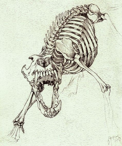 Wolf Skeleton, Skeleton Study, Skeleton Anatomy, Wolf Skull, Skeleton Drawings, Dog Anatomy, Skeleton Illustration, Dog Skeleton, Animal Skeletons