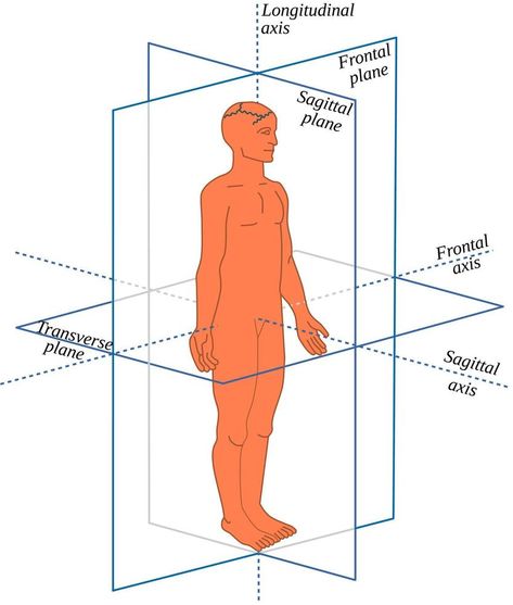 Anatomical Planes and axes in a Human-All body movements occur in different planes and around different axes Anatomical Planes, It Band Pain, Science Diagrams, Glute Medius, Single Leg Bridge, Human Body Science, How To Remember, Exercise Daily, Core Exercise