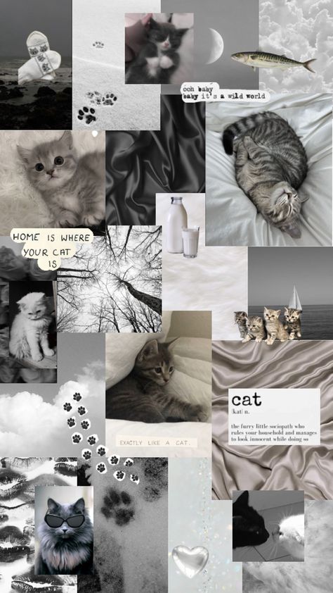 Gray Cat Wallpaper, Cat Collage Aesthetic, G Wallpaper Letter Aesthetic, Grey Cat Wallpaper, Collage Photo Frame Design, Classy Wallpaper, Cat Collage, Iphone Wallpaper Classy, Grey Kitten