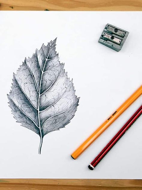 Leaf Drawing - Learn How to Draw Different Leaves! - artincontext.org