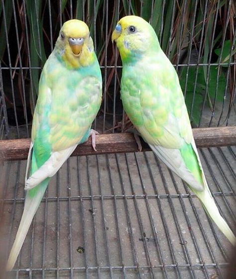 BIRD'S INFORMATION : RAINBOW SPANGLE FOR SALE Parakeet Colors, Parakeet Bird, Budgies Bird, Budgie Parakeet, Attitude Problem, Parakeets, Parrot Bird, Funny Birds, Bird Cages