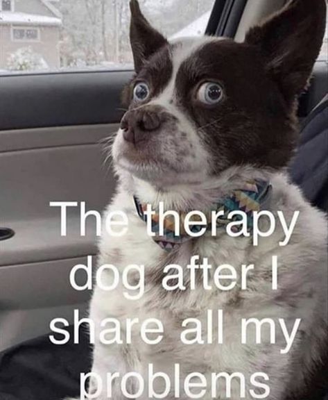 Therapy Dog, Funny Dog Memes, Funny Animal Quotes, Favorite Sayings, Funny Animal Jokes, Cartoon Quotes, Sarcastic Quotes Funny, Memes Humor, Morning Pictures