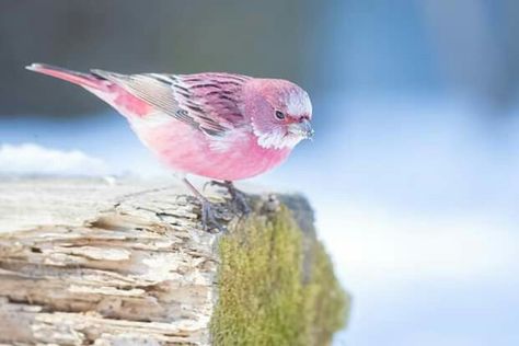 Some rare pictures of Pink Sparrow. Majestic. Rose Finch, Pink Bird, Pretty Birds, Colorful Birds, Little Birds, 귀여운 동물, Beautiful Birds, Mother Nature, Pet Birds